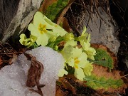 15 Primule in fiore sotto il peso della neve ghiacciata 